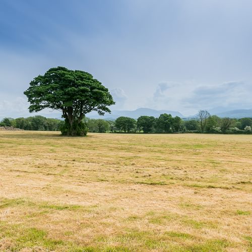 Ty Poeth Llanedwen Brynsciencyn Anglesey LL616 TT field tree 1920x1080