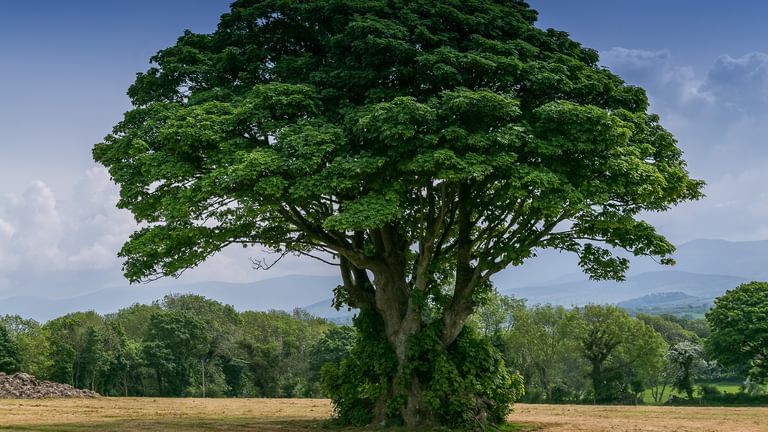 Ty Poeth Llanedwen Brynsciencyn Anglesey LL616 TT tree 1920x1080