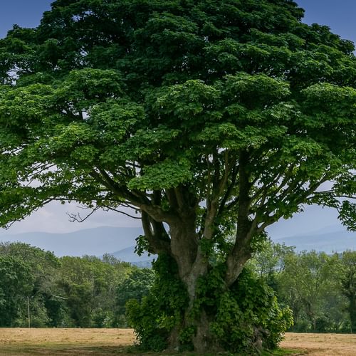 Ty Poeth Llanedwen Brynsciencyn Anglesey LL616 TT tree 1920x1080