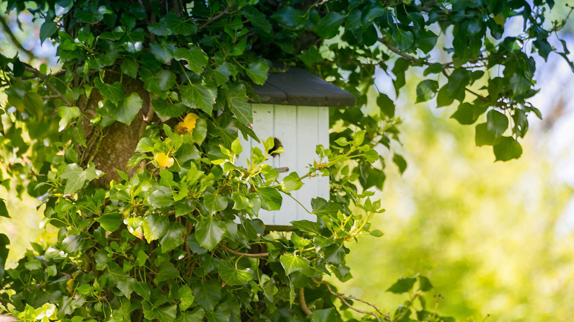 Tyn Llidiart Bodorgan Anglesey garden birdhouse 1920x1080