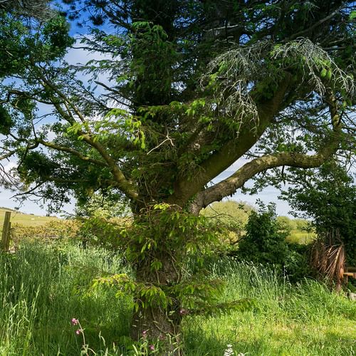 Ynys Hideout Lligwy Anglesey tree 1920x1080