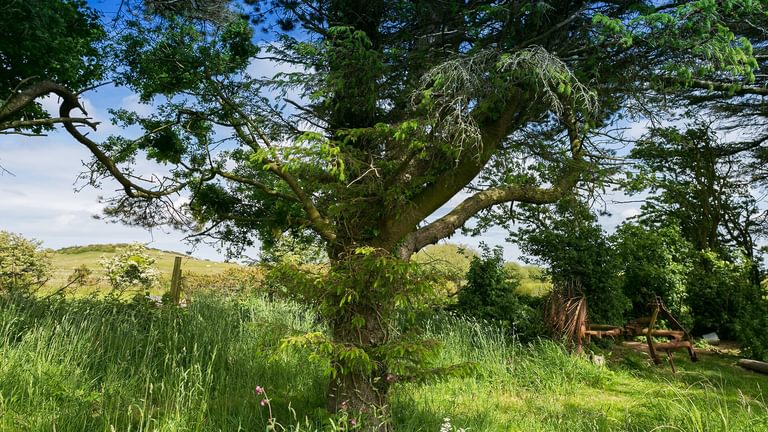 Ynys Hideout Lligwy Anglesey tree 1920x1080