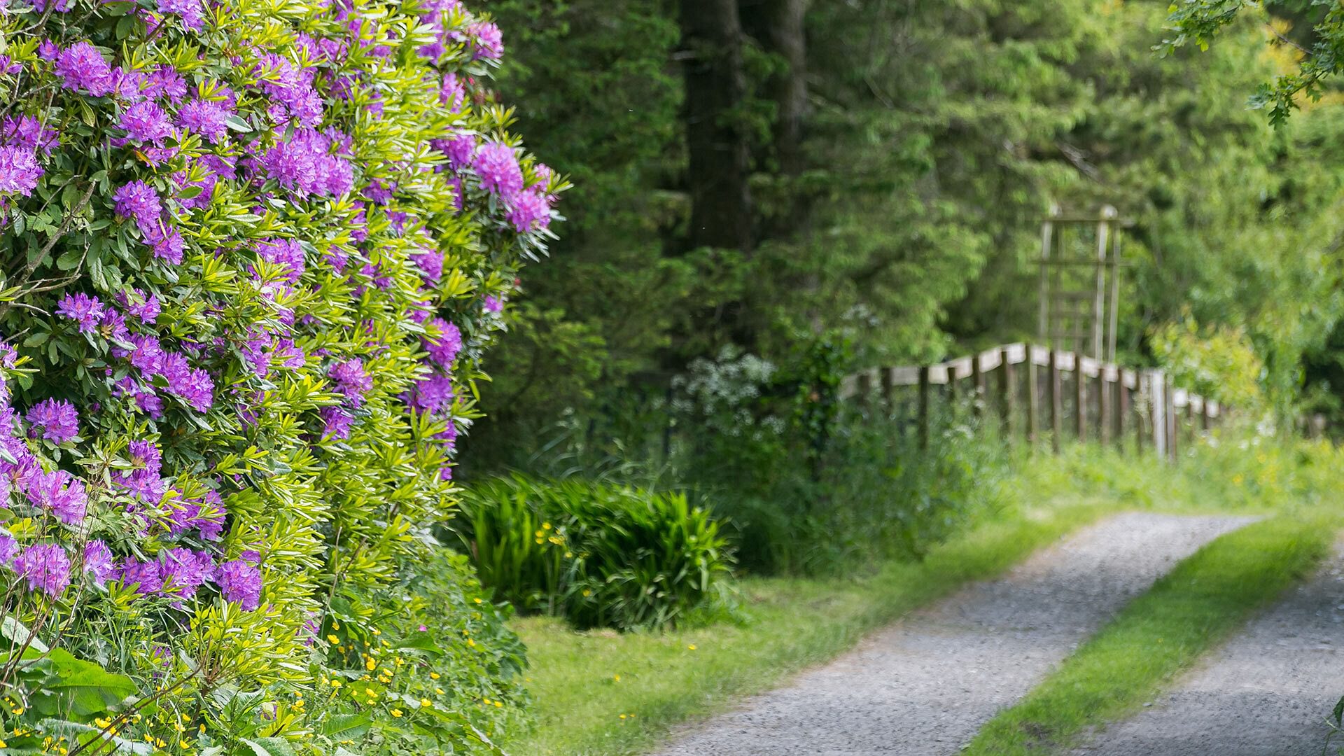 Ynys Hideout Lligwy Anglesey country lane 2 1920x1080