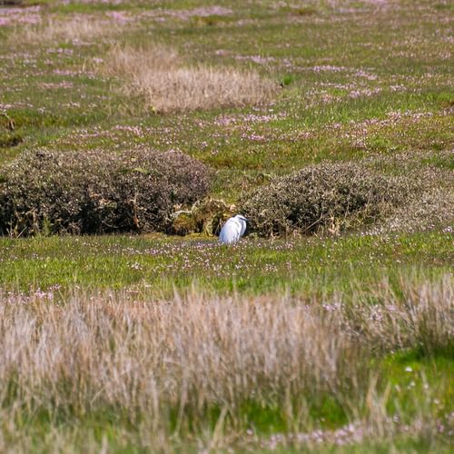 Ynys Las Rhoscolyn Anglesey egret 1920x1080