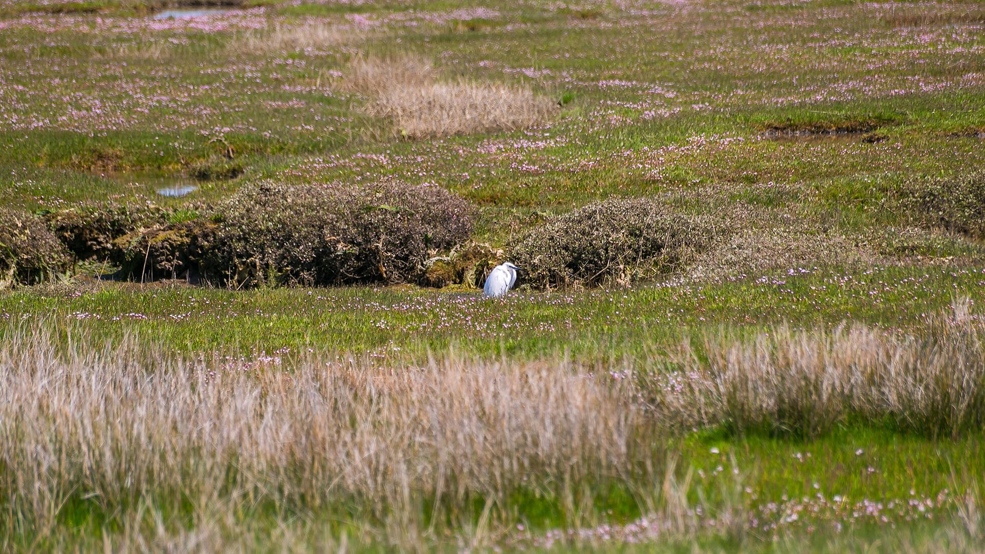 Ynys Las Rhoscolyn Anglesey egret 1920x1080